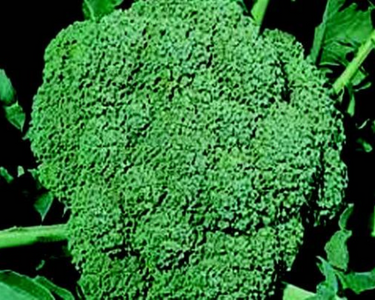 Waltham 29 Broccoli Seeds